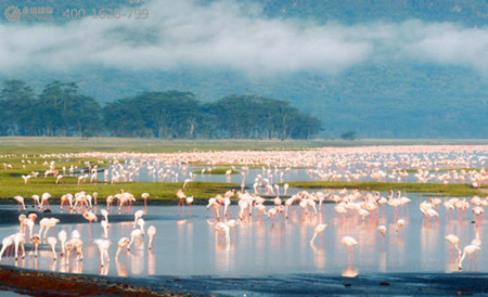 去塞浦路斯拉納卡鹽湖，看美麗的火烈鳥(niǎo)！